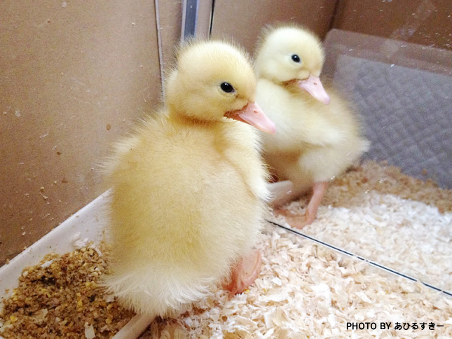 アヒルのカルーちゃんコラム始まります Birdstory