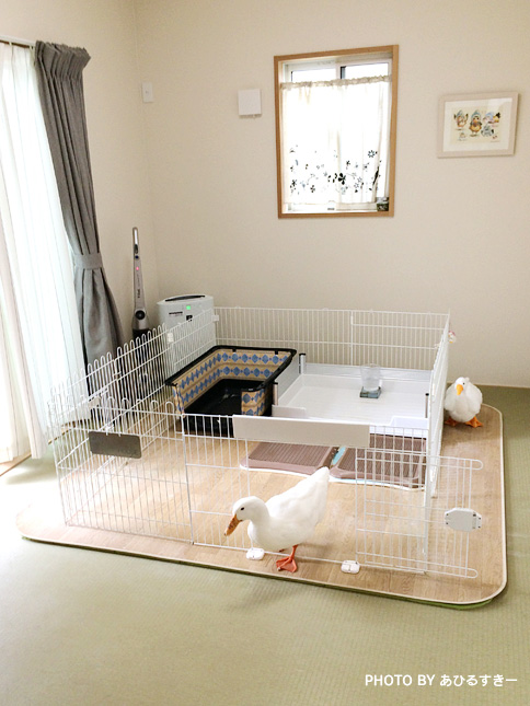 アヒルのカルーちゃん アヒルさんのお部屋