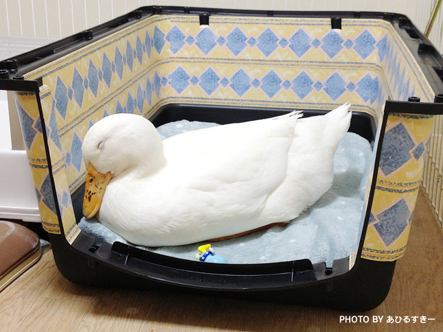 アヒルのカルーちゃん アヒルさんのお部屋