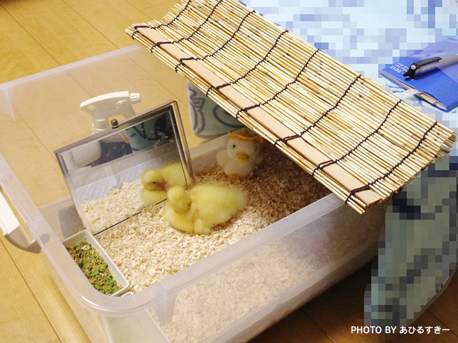アヒルのカルーちゃん アヒルさんのお部屋