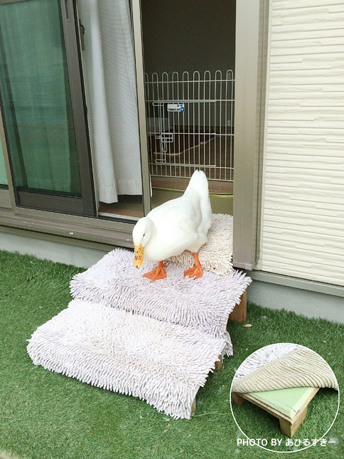 カルーはどんなところで生活しているの?お庭編