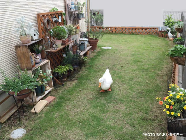 アヒルのカルーちゃん アヒルさんのお部屋