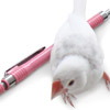 Birdstory編集部