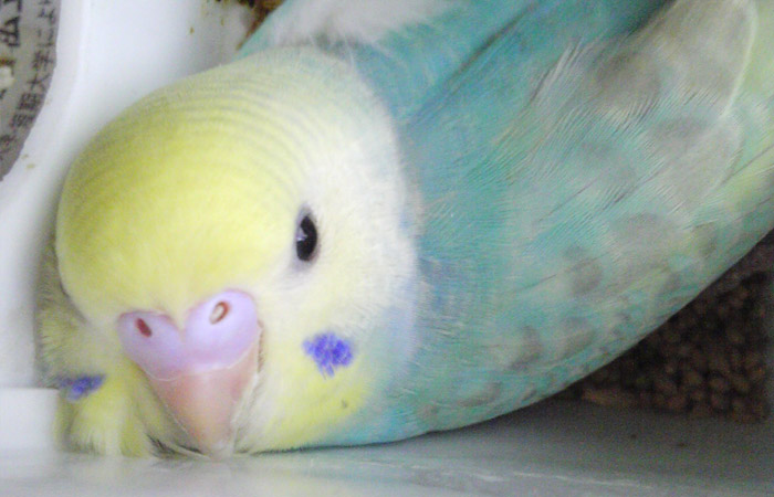 今日の愛鳥「りっち」