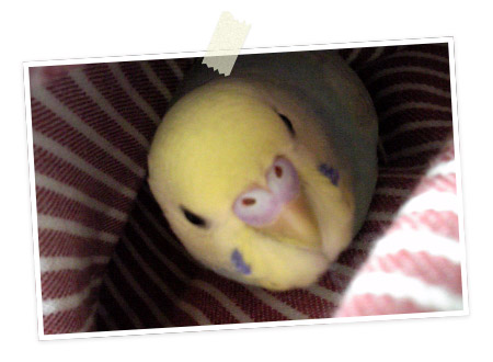 今日の愛鳥「りっち」