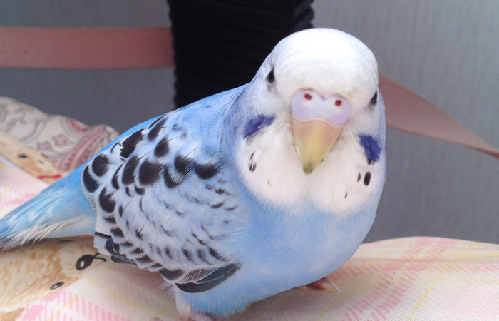 今日の愛鳥「ポポ」