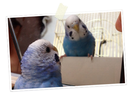今日の愛鳥「ポポ」