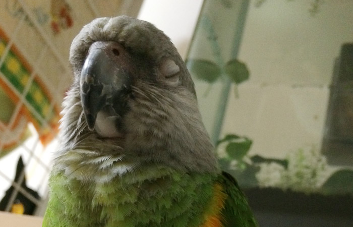 今日の愛鳥「リュート」