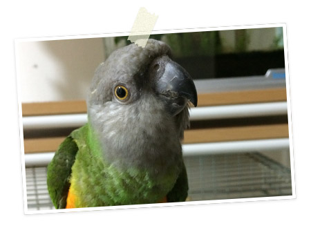 今日の愛鳥「リュート」