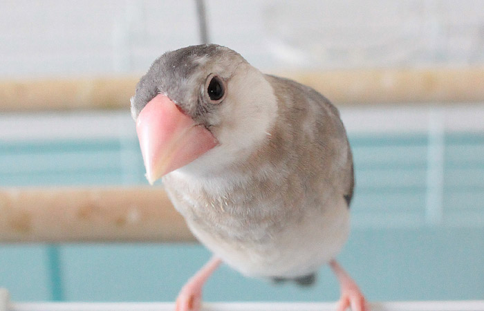 今日の愛鳥「めんま」