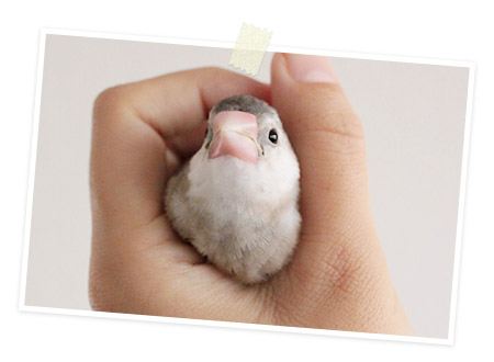 めんまちゃんの自己紹介