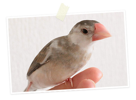 今日の愛鳥「めんま」