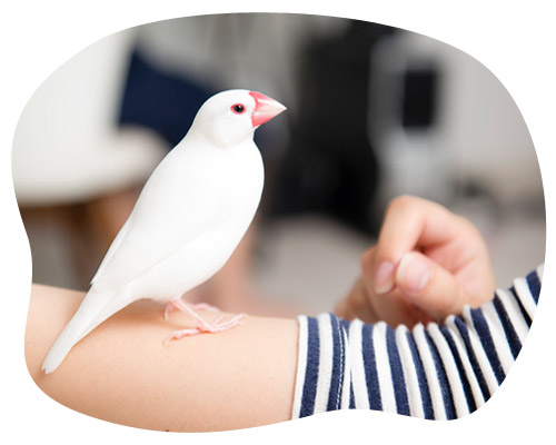 飼い主さんとペットの鳥さんの素敵な関係