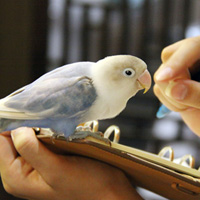ボタンインコ りあり