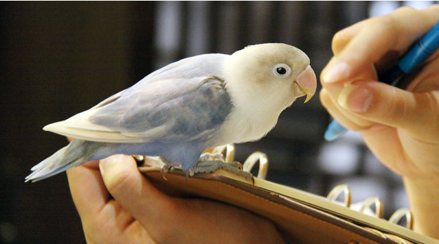 ボタンインコ りあり
