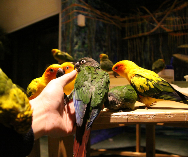 鳥のいるカフェ浅草 店内の様子