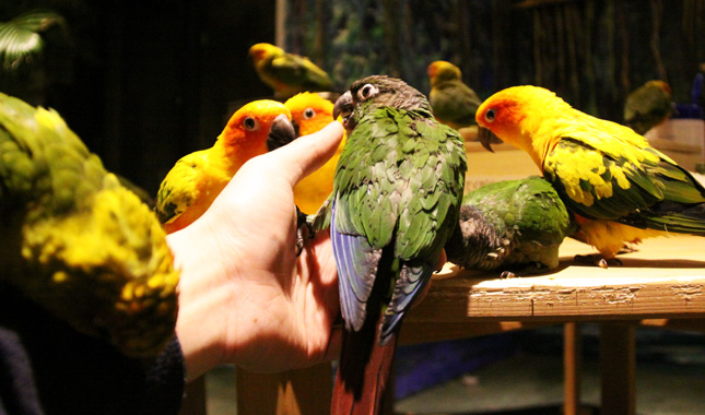鳥のいるカフェ浅草 店内の様子