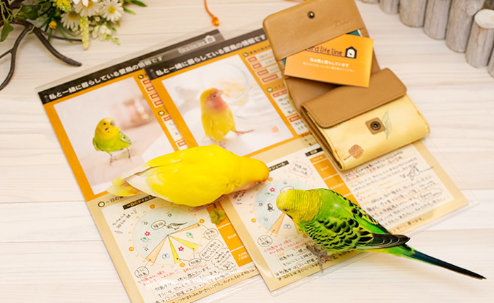 コザクラインコ coco セキセインコ ちぃ いお