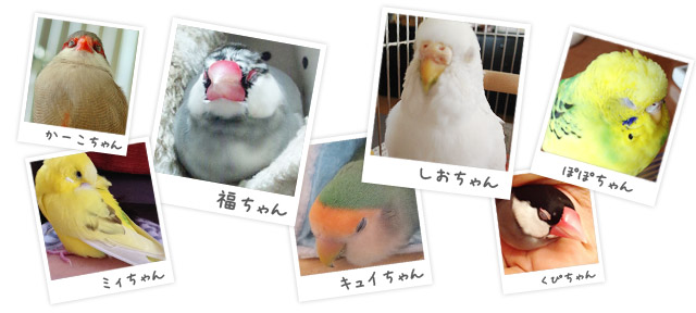 インコうとうと顔