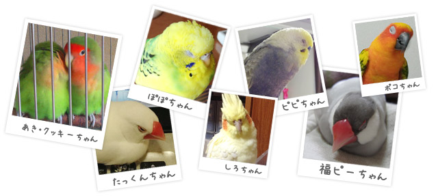 インコうとうと顔