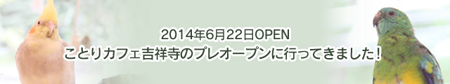 ことりカフェ吉祥寺 レポート!