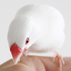 おもちの換羽が無事終りました!