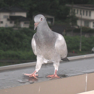 ドバト ハート 鳥フォトコンテストvol.017 テーマ「歩く」結果発表