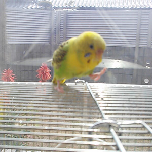 セキセイインコ にいに 鳥フォトコンテストvol.017 テーマ「歩く」結果発表