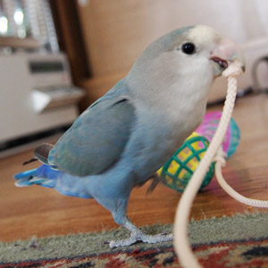 コザクラインコ ラピス 鳥フォトコンテストvol.017 テーマ「歩く」結果発表