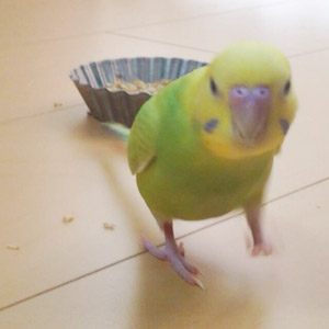 セキセイインコ コロ助 鳥フォトコンテストvol.017 テーマ「歩く」結果発表