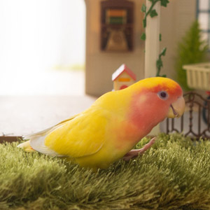 コザクラインコ coco 鳥フォトコンテストvol.017 テーマ「歩く」結果発表