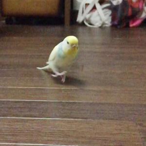 セキセイインコ ぷー 鳥フォトコンテストvol.017 テーマ「歩く」結果発表