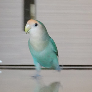 コザクラインコ マム 鳥フォトコンテストvol.017 テーマ「歩く」結果発表