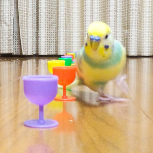 セキセイインコ ポリー 鳥フォトコンテストvol.017 テーマ「歩く」結果発表