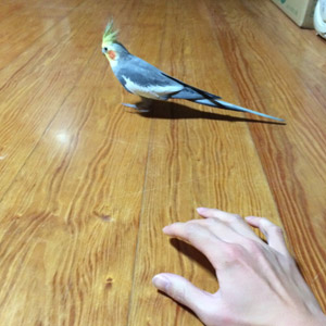オカメインコ ピー太郎 鳥フォトコンテストvol.017 テーマ「歩く」結果発表