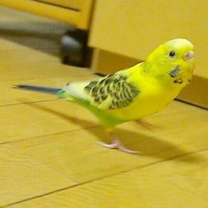 セキセイインコ ピーコ 鳥フォトコンテストvol.017 テーマ「歩く」結果発表