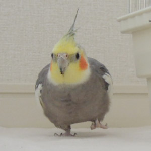 オカメインコ とらちゃん 鳥フォトコンテストvol.017 テーマ「歩く」結果発表
