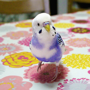 セキセイインコ ピースケ 鳥フォトコンテストvol.017 テーマ「歩く」結果発表