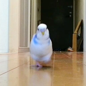 セキセイインコ バーディー 鳥フォトコンテストvol.017 テーマ「歩く」結果発表