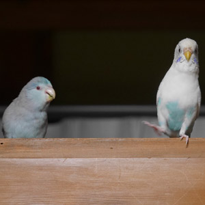 マメルリハ・セキセイインコ まろ・ちろ 鳥フォトコンテストvol.017 テーマ「歩く」結果発表