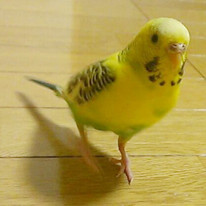 セキセイインコ ピーコ 鳥フォトコンテストvol.017 テーマ「歩く」結果発表