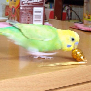セキセイインコ コロ助 鳥フォトコンテストvol.017 テーマ「歩く」結果発表
