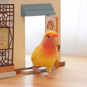 コザクラインコ coco 鳥フォトコンテストvol.017 テーマ「歩く」結果発表