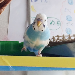 セキセイインコ そら 鳥フォトコンテストvol.017 テーマ「歩く」結果発表