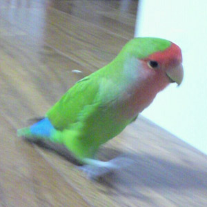 コザクラインコ にっち 鳥フォトコンテストvol.017 テーマ「歩く」結果発表