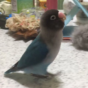 ブルーボタンインコ リリィ 鳥フォトコンテストvol.017 テーマ「歩く」結果発表