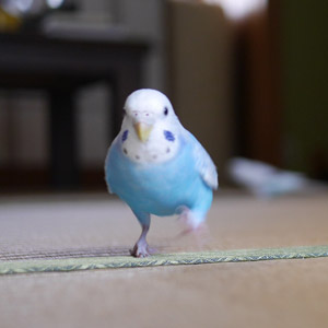 セキセイインコ プル 鳥フォトコンテストvol.017 テーマ「歩く」結果発表