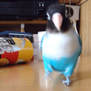 ボタンインコ バタピー 鳥フォトコンテストvol.017 テーマ「歩く」結果発表
