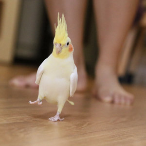 オカメインコ オザ兵長 鳥フォトコンテストvol.017 テーマ「歩く」結果発表