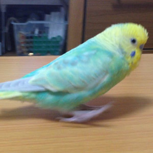 セキセイインコ おさむ 鳥フォトコンテストvol.017 テーマ「歩く」結果発表